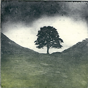Robin Hood Tree, Sycamore Gap, Hadrian's Wall